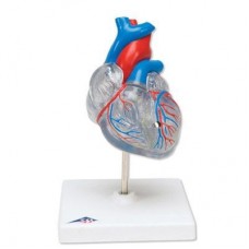 Classic Heart Anatomy Model,detailed transparent 2-part heart