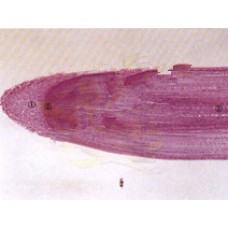 Zea (corn)leaf,(cs)typical mesophytic monocot leaf