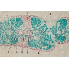 Ligustrum (privet) leaf,(cs) typical mesophytic dicot leaf