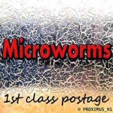 Microworm (Panagrellus redivivus) food in 60ml container